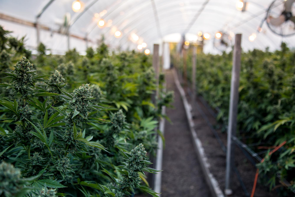 Commercial cannabis cultivation facility showing mature plants ready for harvest - essential infrastructure for those looking to become a Licensed Producer in Canada's regulated cannabis industry