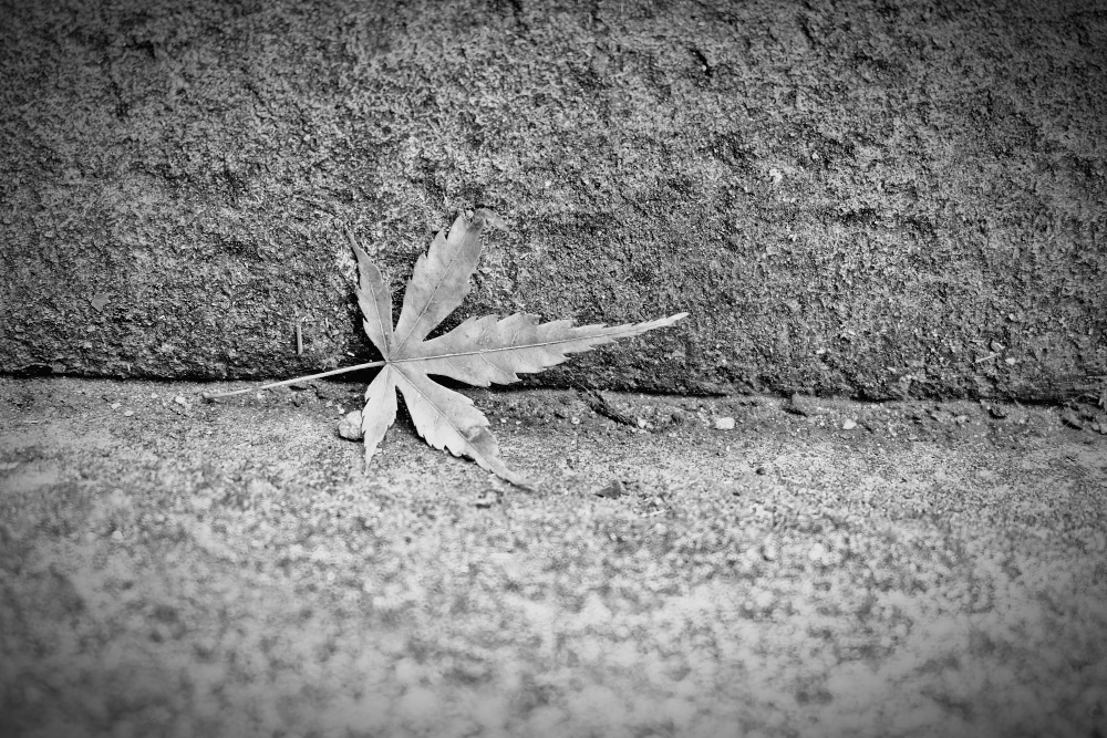 Single cannabis leaf on pavement representing the challenges of payments in the cannabis industry and financial restrictions
