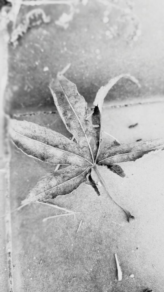 Leaf representing apply for a cannabis licence in Canada