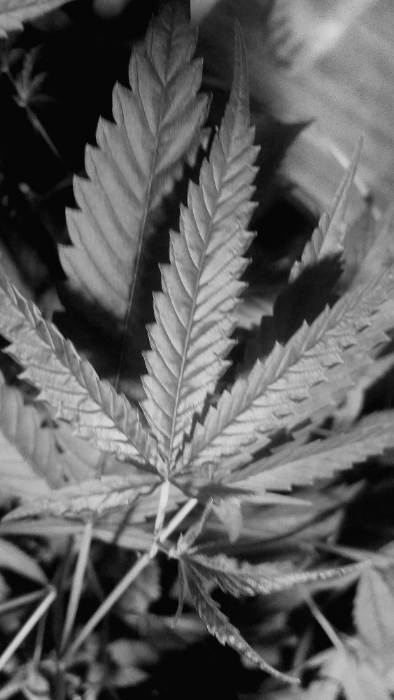 Feuille de cannabis en gros plan, illustrant la plante utilisée pour l’analytique de données cannabis afin de mieux comprendre les tendances du marché.