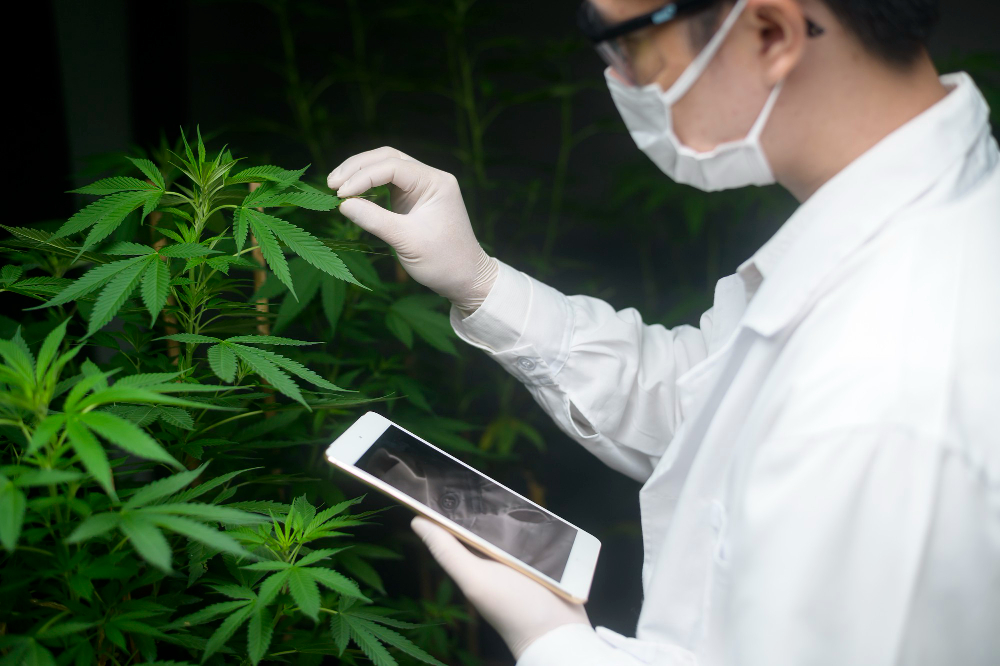 Scientist using tablet technology to examine cannabis plants, demonstrating how a cannabis technology company integrates digital tools with cultivation research and quality control