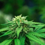 Unlocking Nature’s Apothecary: Exploring the Transformative Journey of Marijuana for Pain Relief