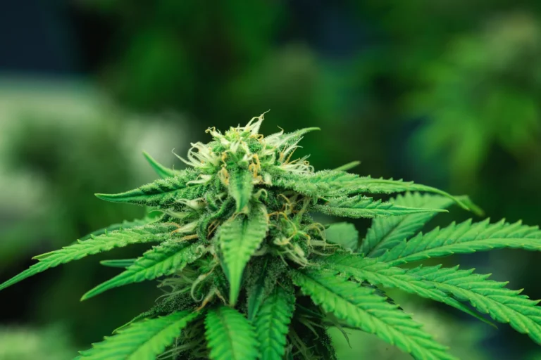Unlocking Nature’s Apothecary: Exploring the Transformative Journey of Marijuana for Pain Relief