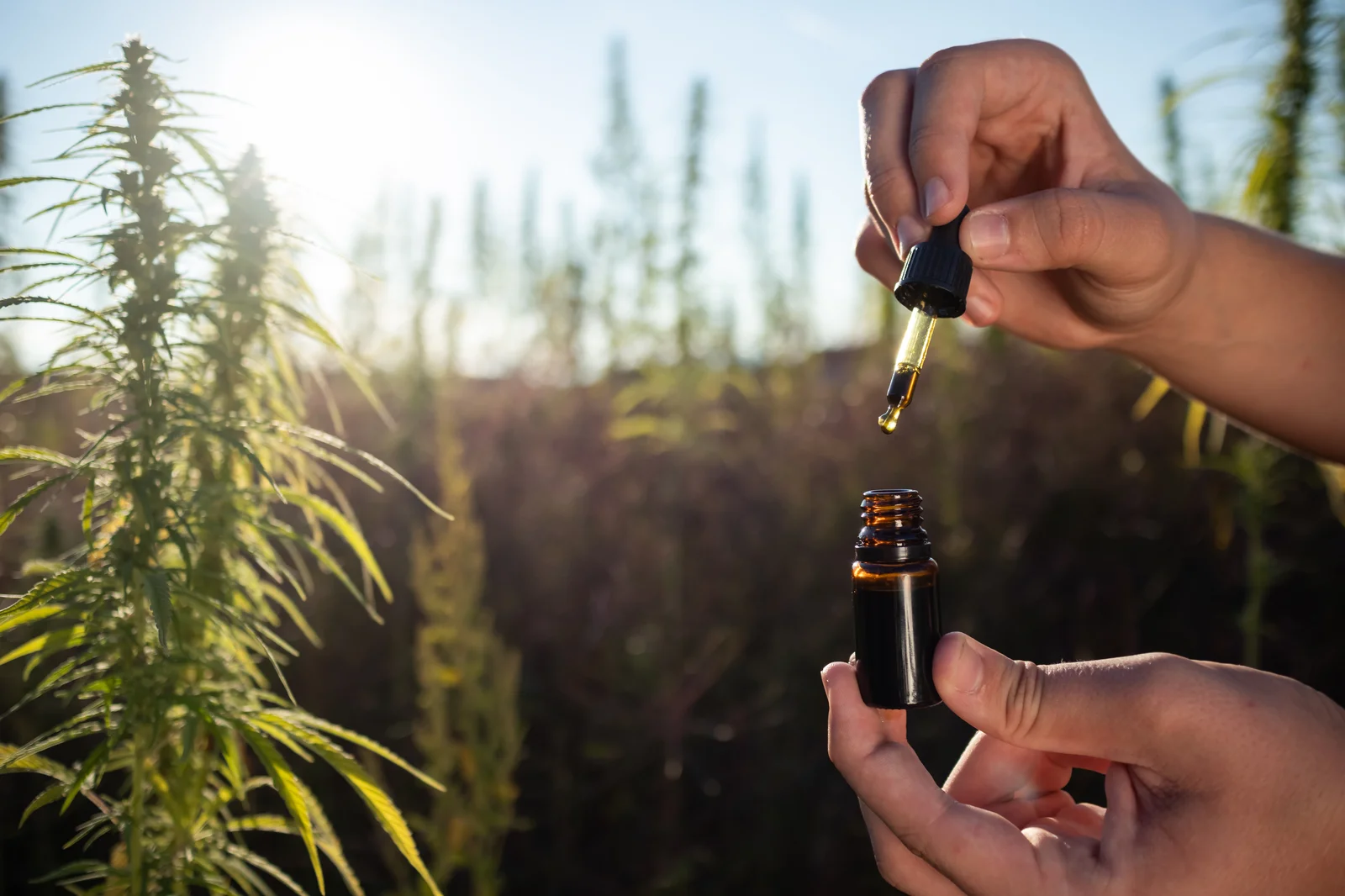 Hands holding a dropper above a small bottle in a hemp field, symbolizing the natural origins and potential CBD oil benefits.