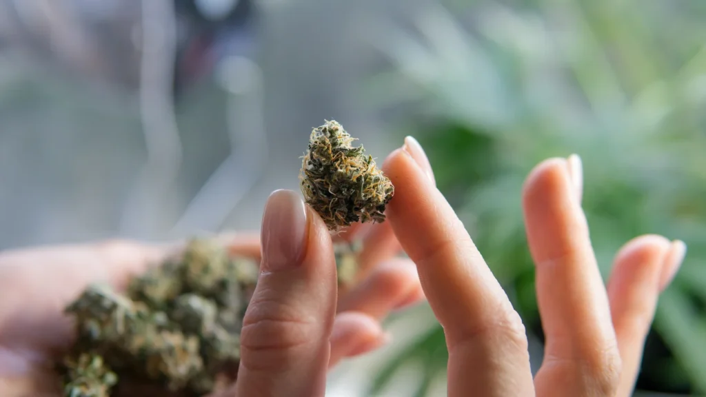 Close-up of hands holding cannabis bud, symbolizing natural healing and pain relief with cannabis for nerve pain.