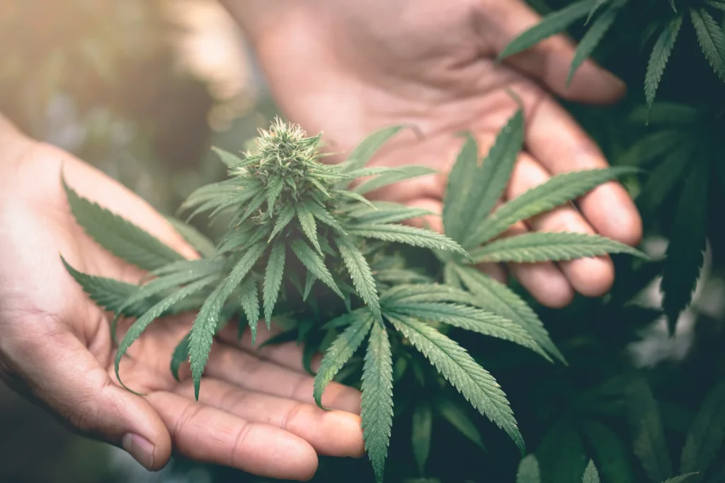 Close-up of fresh cannabis plant in hands, highlighting natural treatments and health benefits of cannabis for arthritis.