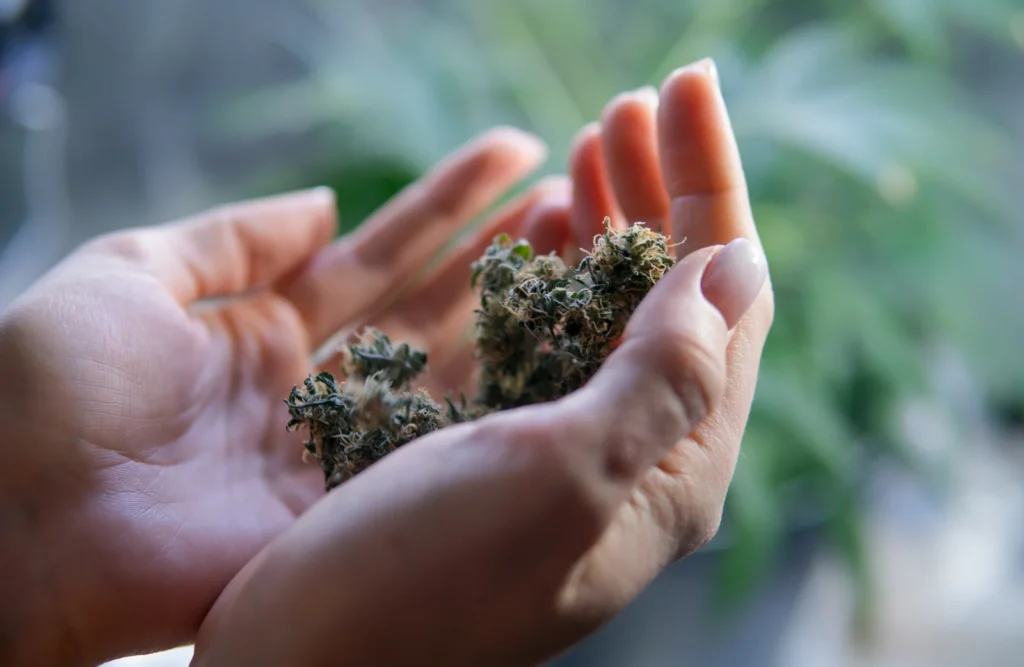 Hands gently holding dried cannabis buds, representing the therapeutic use of cannabis for arthritis pain relief.