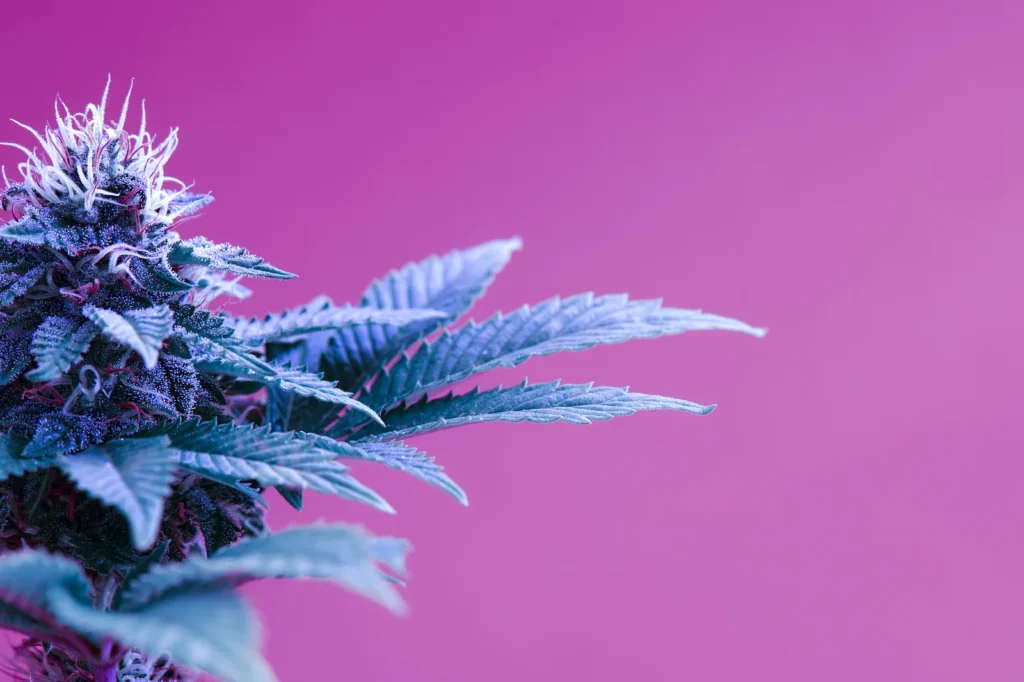 Close-up of a flowering cannabis plant against a pink background, highlighting strains and products developed from cannabis for sleep relief.