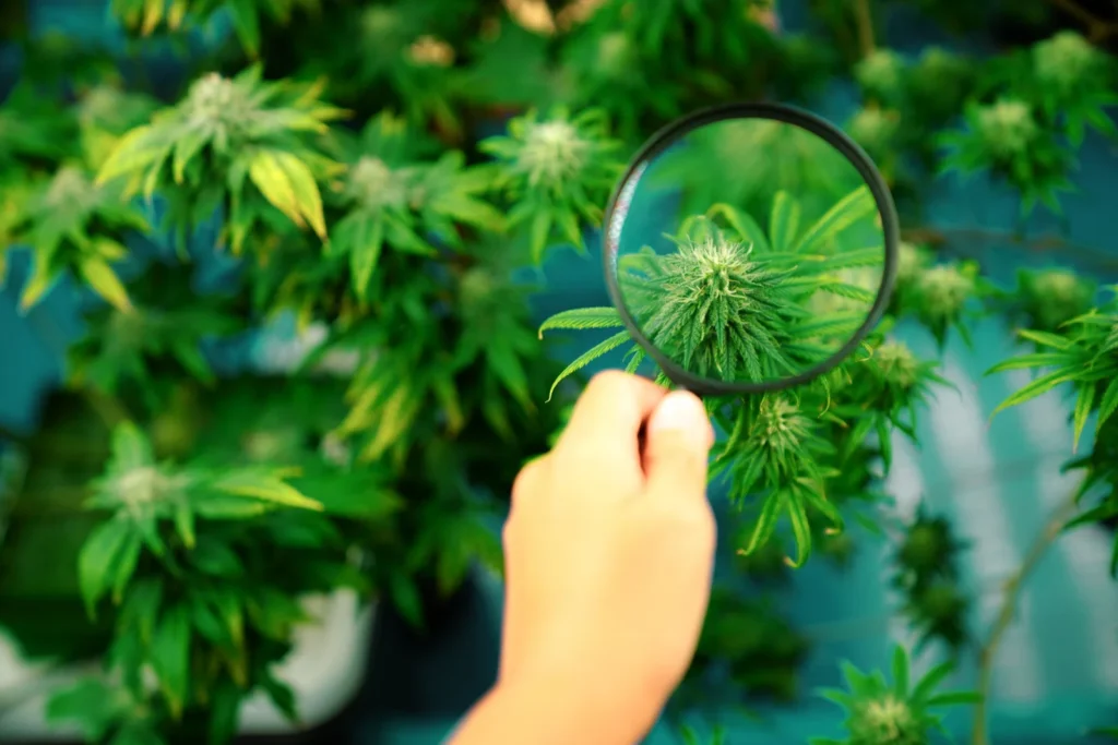 A hand using a magnifying glass to inspect a cannabis plant up close, highlighting quality control and product selection as key cannabis card benefits.