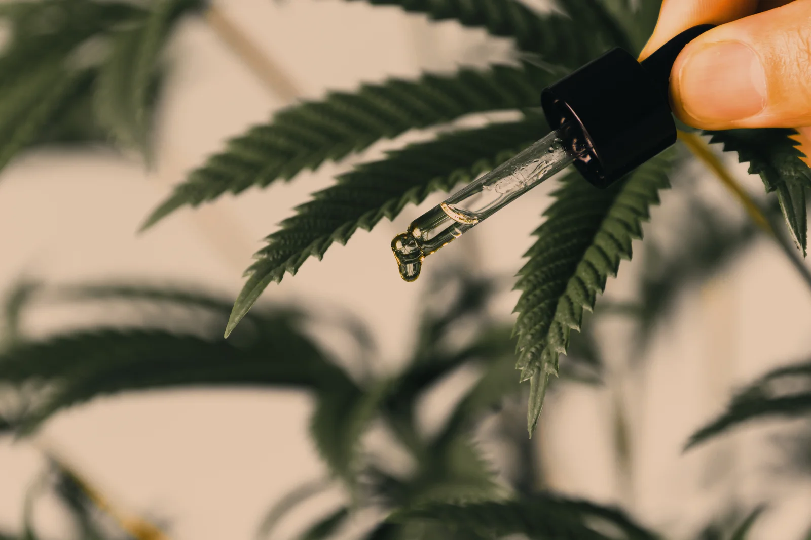 Close-up of a dropper releasing cannabis sativa seed oil in front of fresh hemp leaves.