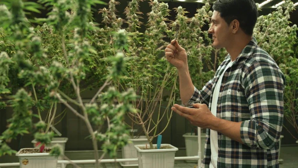 A man examining a cannabis plant inside a grow facility, representing the question “How Long for Cannabis to Leave the System?” through cultivation and THC content evaluation.