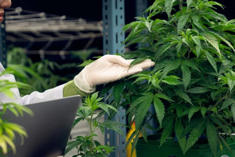 How Long for Cannabis to Leave the System? Everything You Need to Know