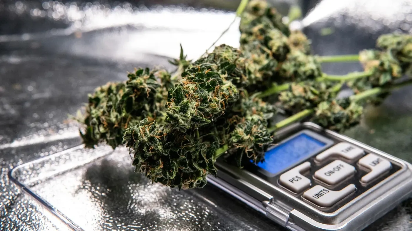 cannabis on scale