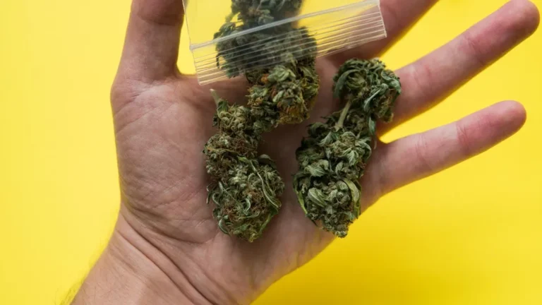 Unlocking Calm: Discover the Best Cannabis Strains for Untangling Anxiety’s Grip