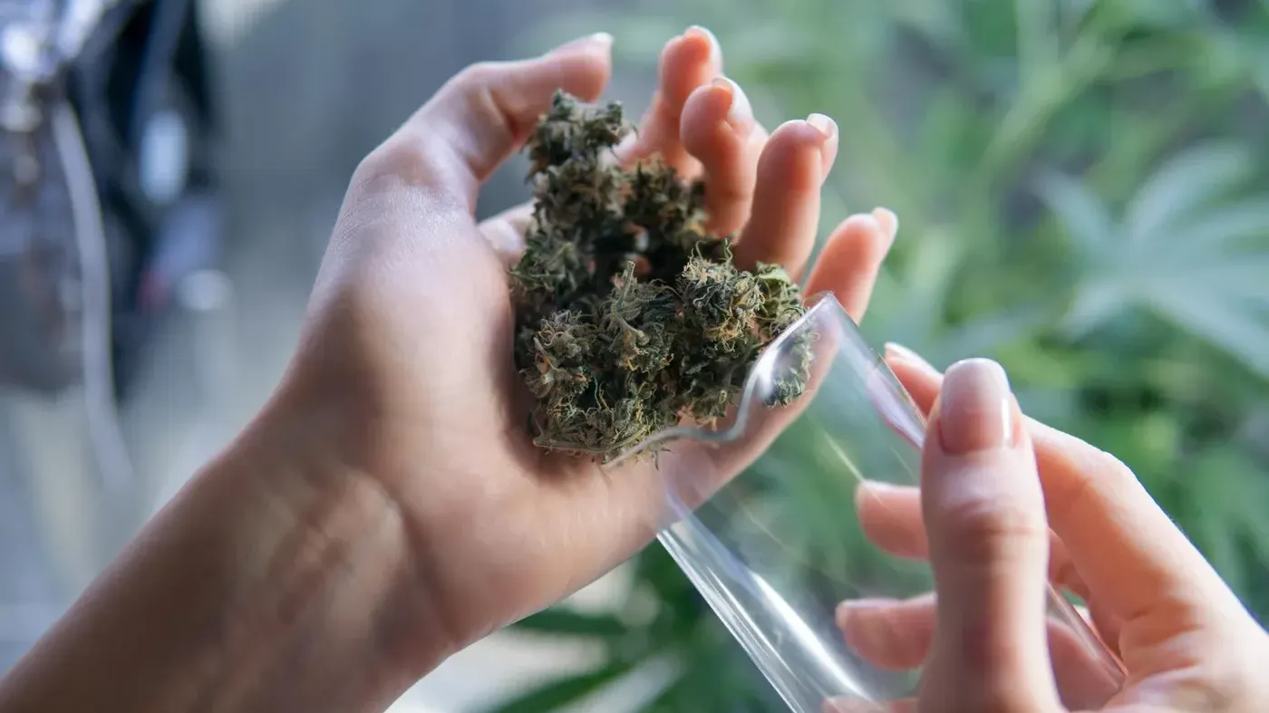cannabis in hand