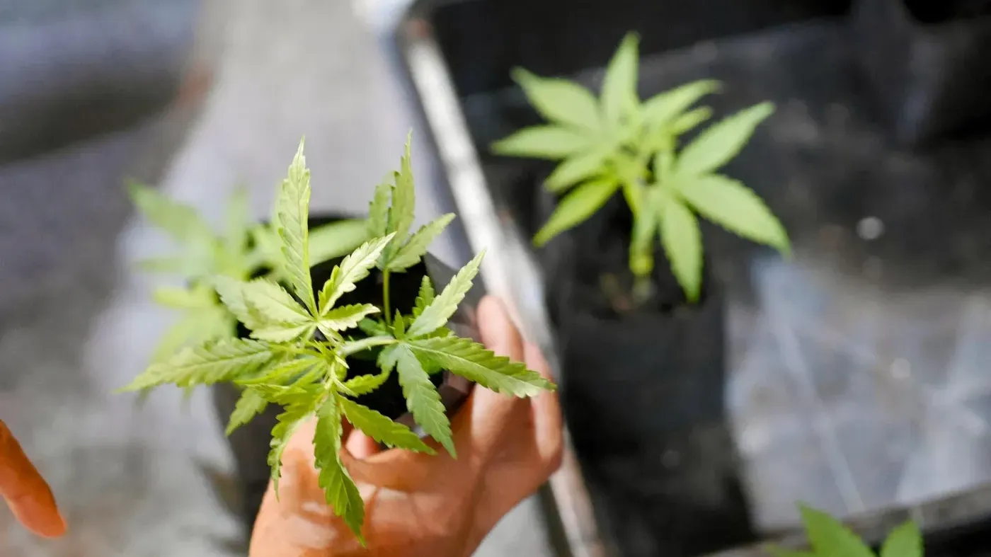 baby cannabis plants