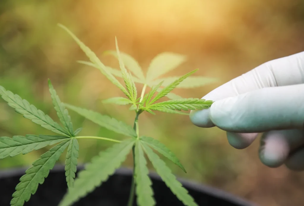 A gloved hand examining young cannabis leaves, illustrating plant research and scientific observations in cannabis medical studies.