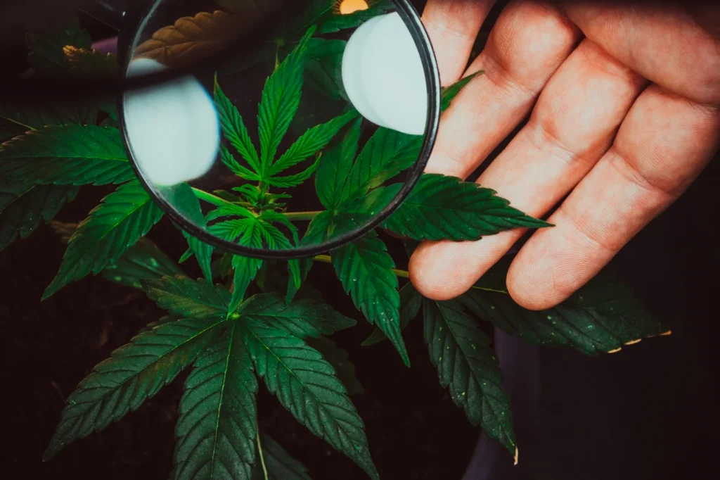 A hand holding a magnifying glass over a young cannabis plant, symbolizing careful cultivation and how growing quality strains can support cannabis for focus benefits.
