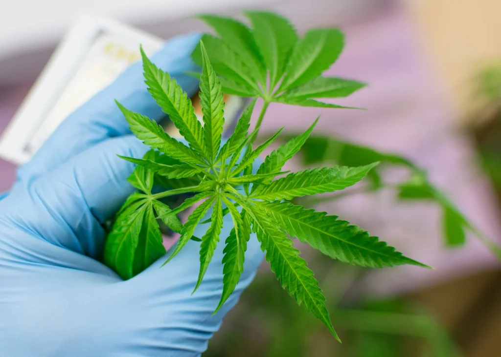 A close-up of a gloved hand holding healthy cannabis leaves, illustrating plant inspection processes related to medical cannabis certification.