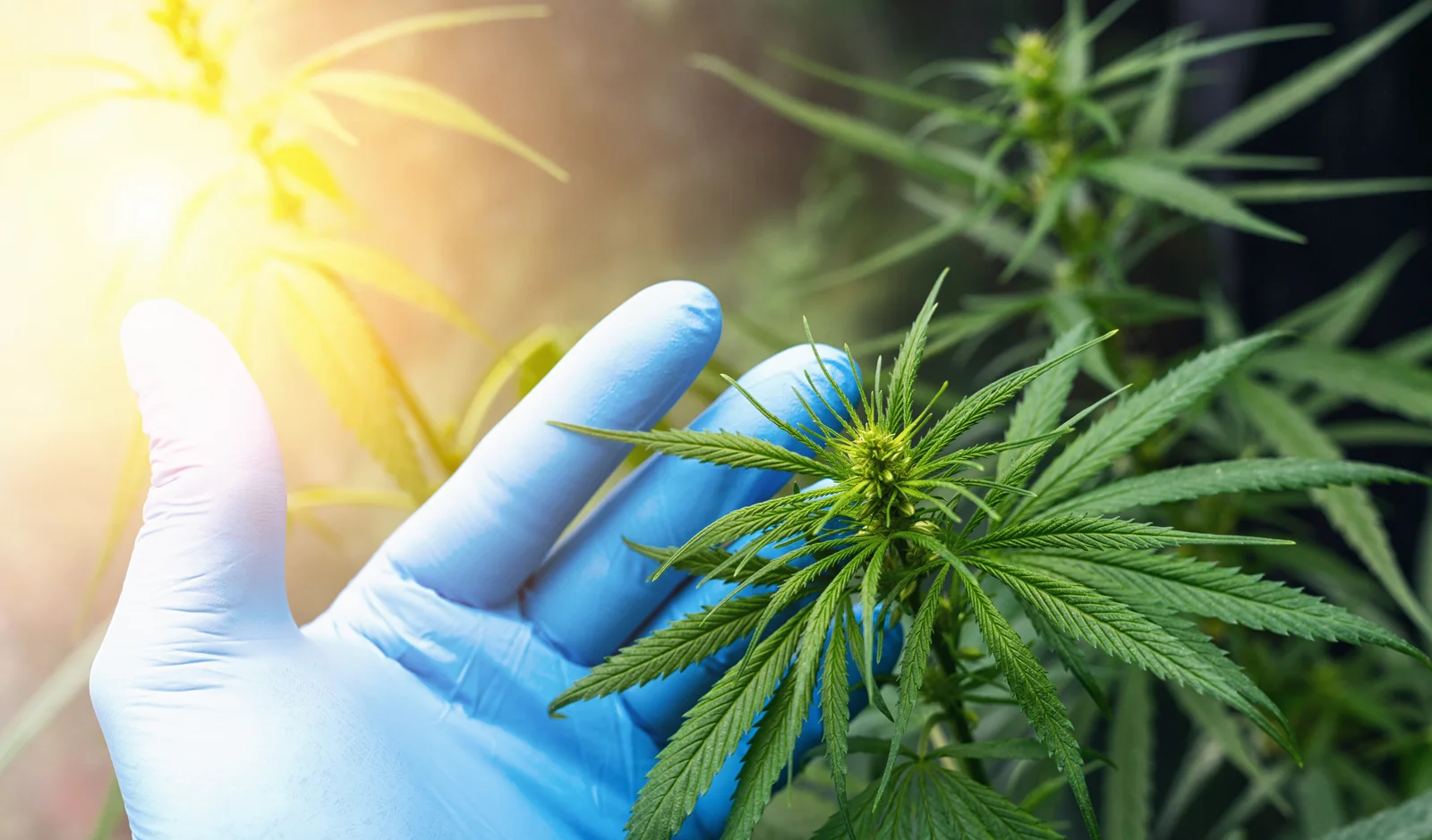 A gloved hand examining a cannabis plant under sunlight, representing the careful cultivation and evaluation involved in medical cannabis certification.