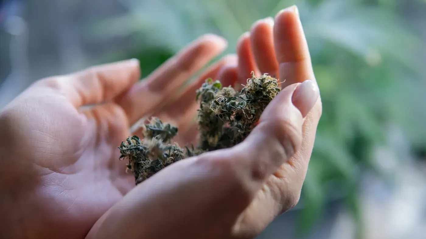 Hands holding dried cannabis buds close-up