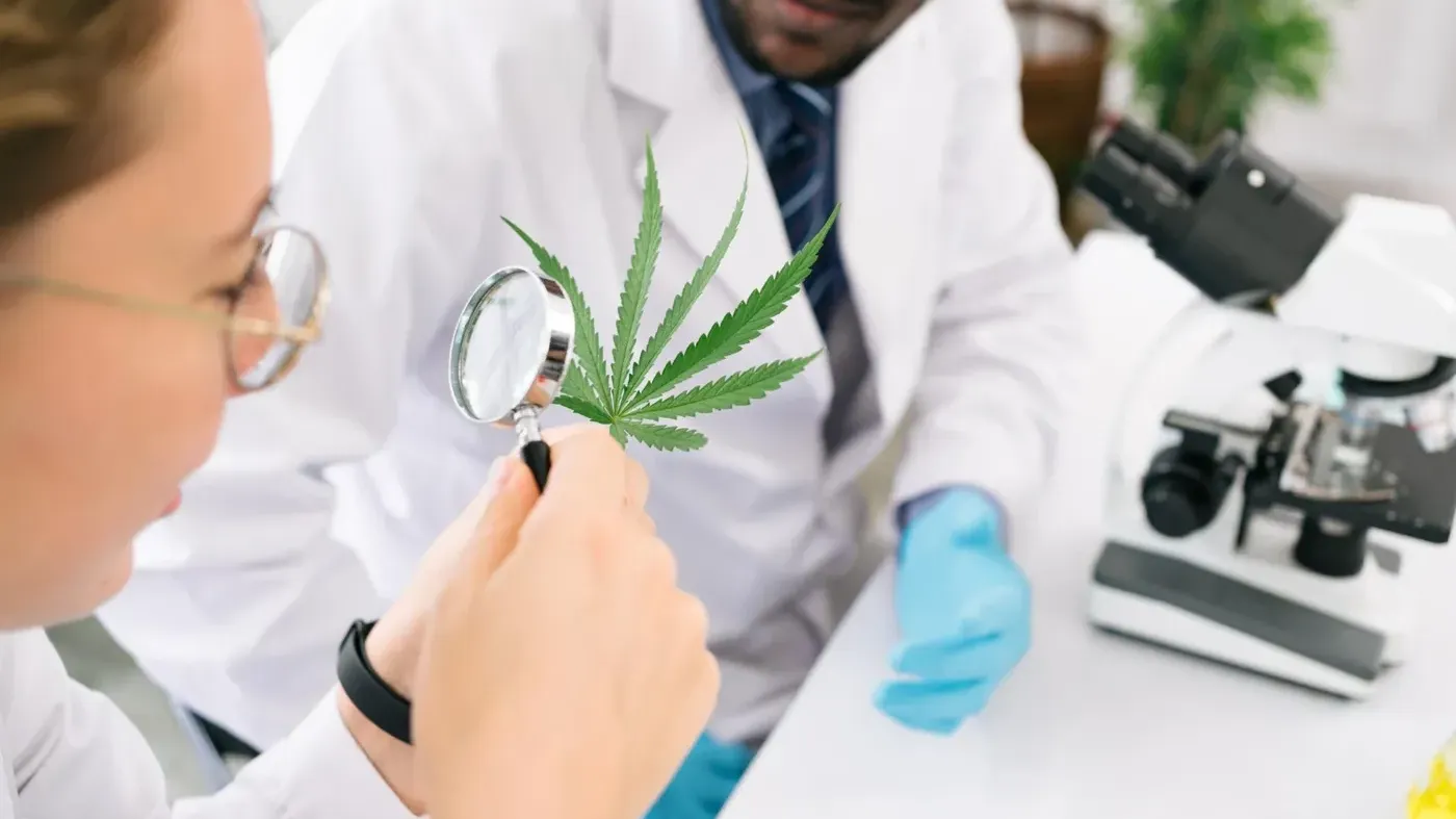 Scientists examining cannabis leaf with magnifier