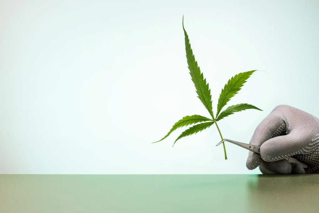 A gloved hand holding a cannabis leaf with tweezers against a clean background, representing laboratory analysis in cannabis medical studies.