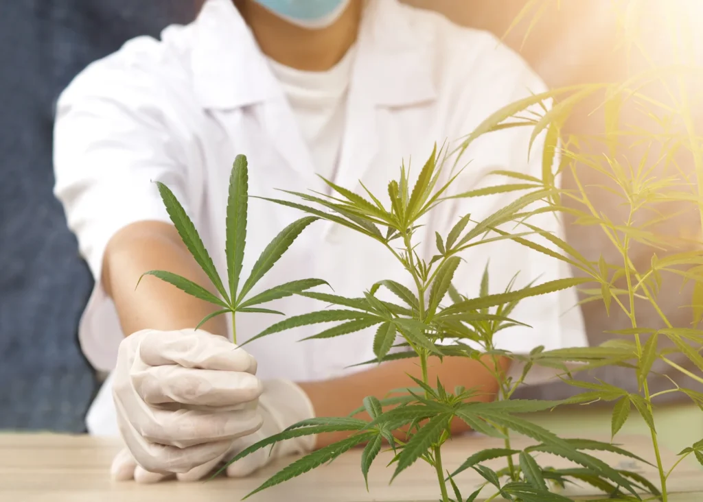 A lab technician in protective gear analyzing cannabis plants, symbolizing scientific testing and compliance required for medical cannabis certification.