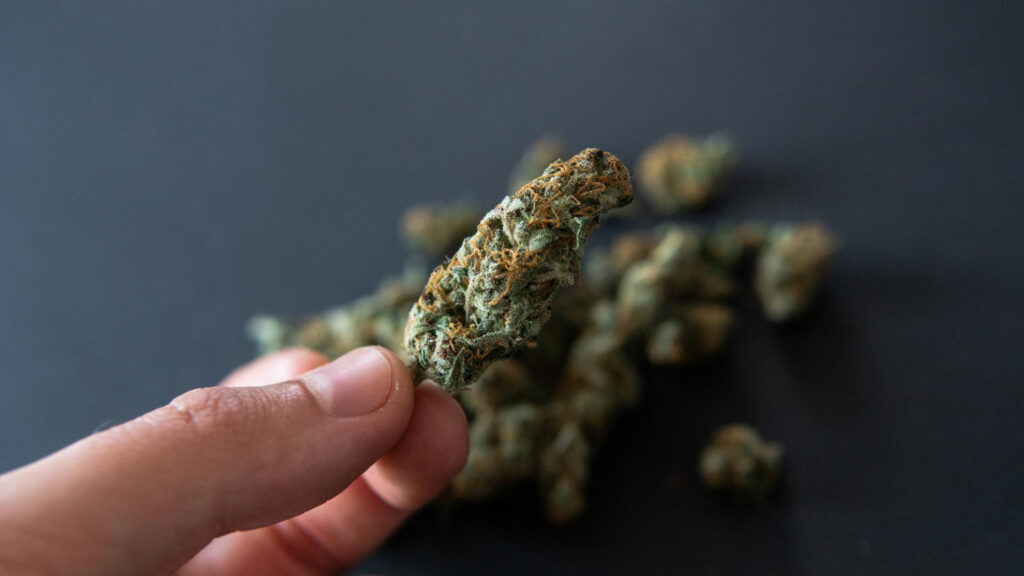 Cannabis nug held between fingers against a dark background, emphasizing structure and potency considerations in Medical Cannabis Strain Selection.