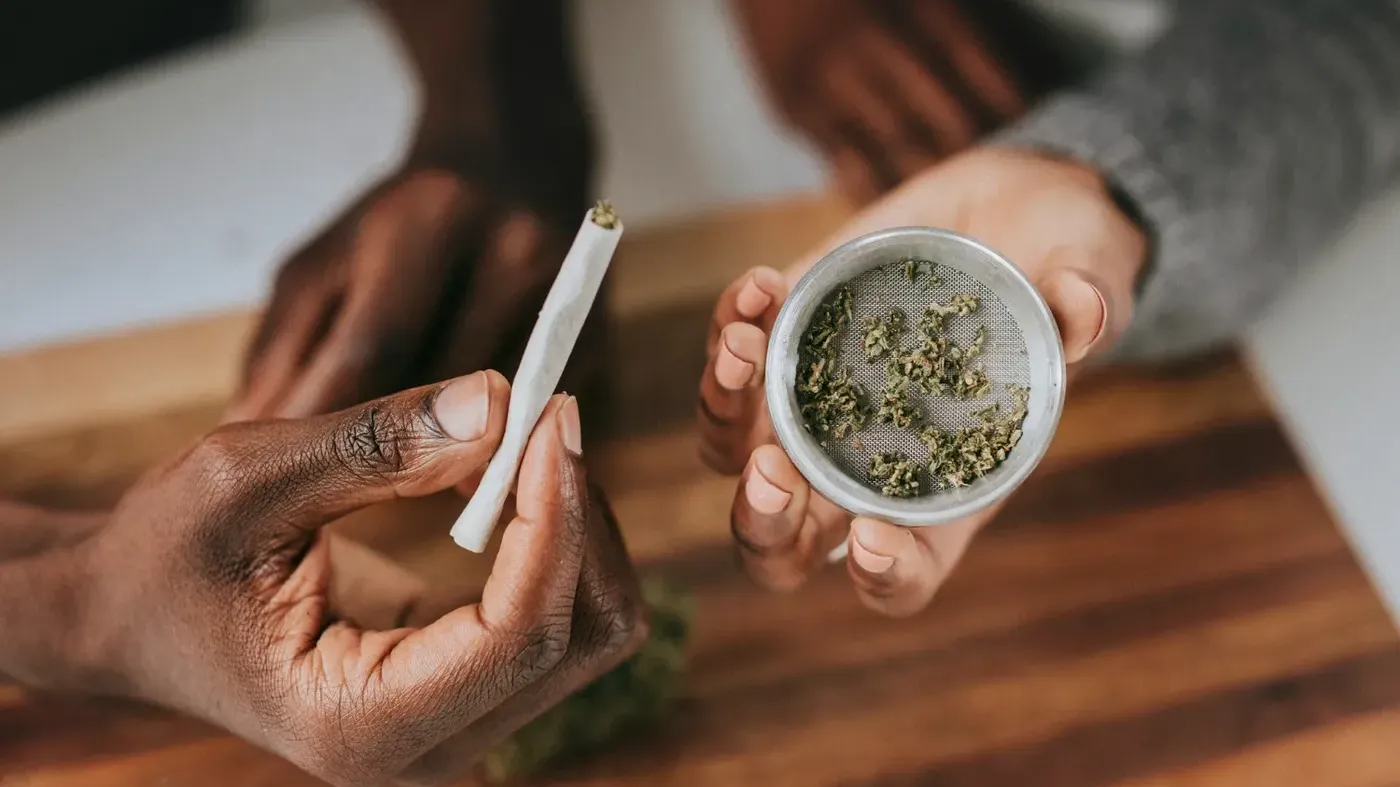 Hands rolling cannabis joint with grinder